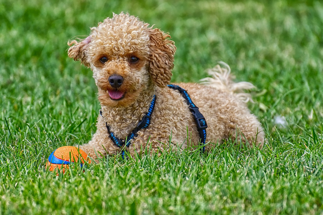 poodle  dog  pet free photo