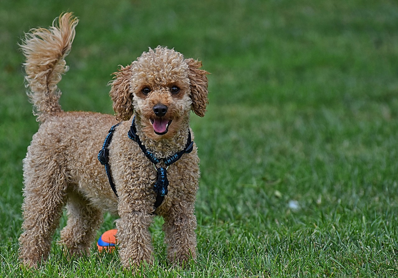 poodle  dog  pet free photo