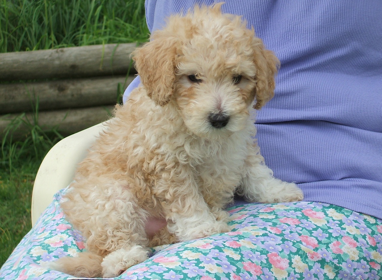 poodle puppy cute free photo