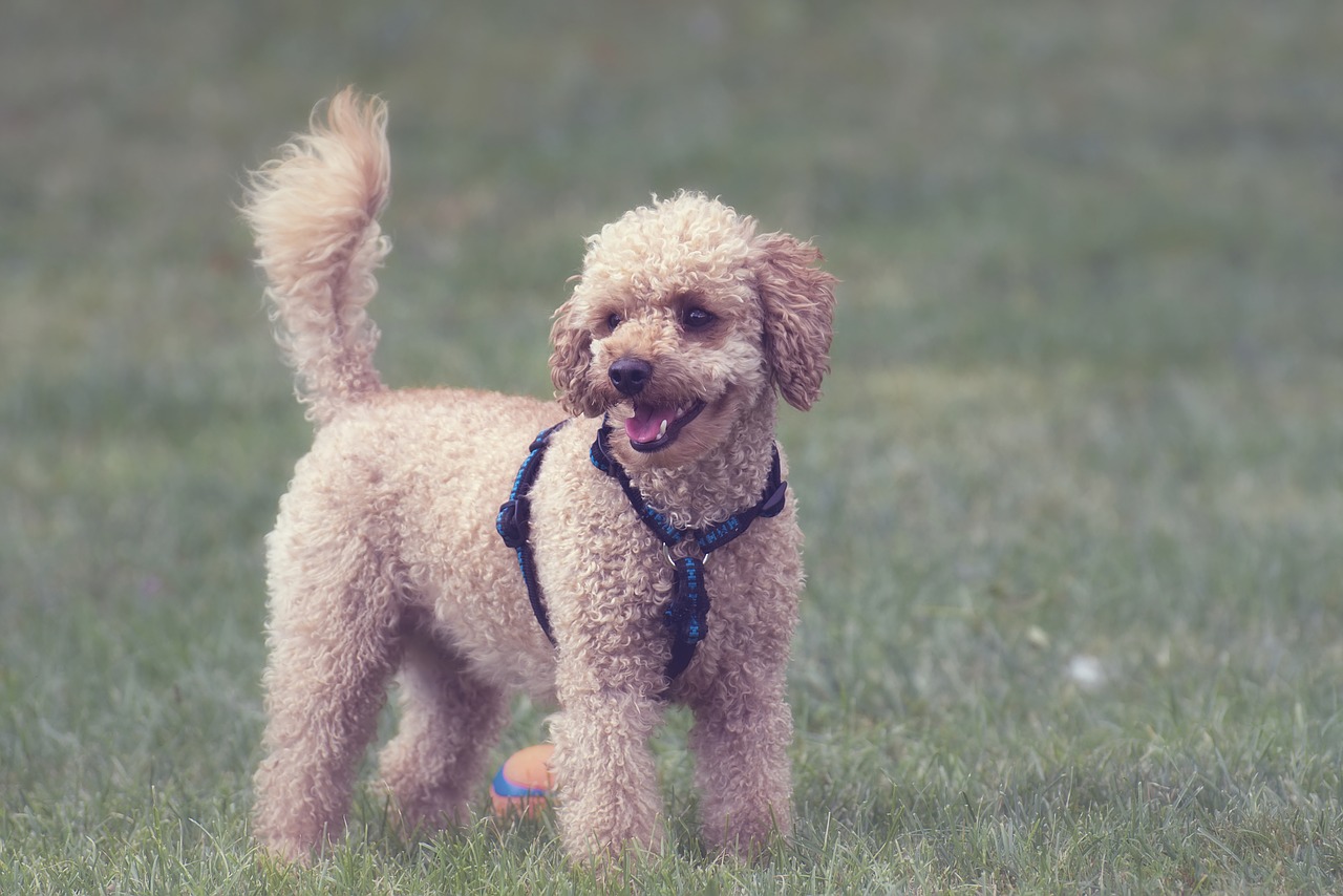 poodle  dog  pet free photo