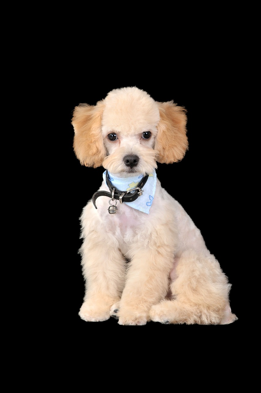 poodle dogs puppies free photo