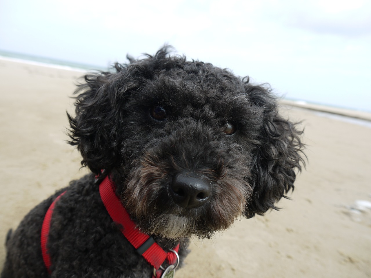 poodle miniature poodle dog free photo