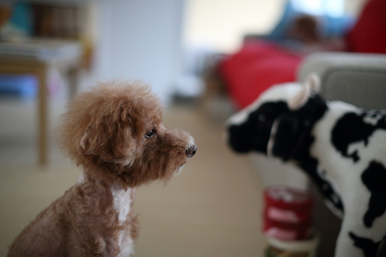 poodle dog pet free photo