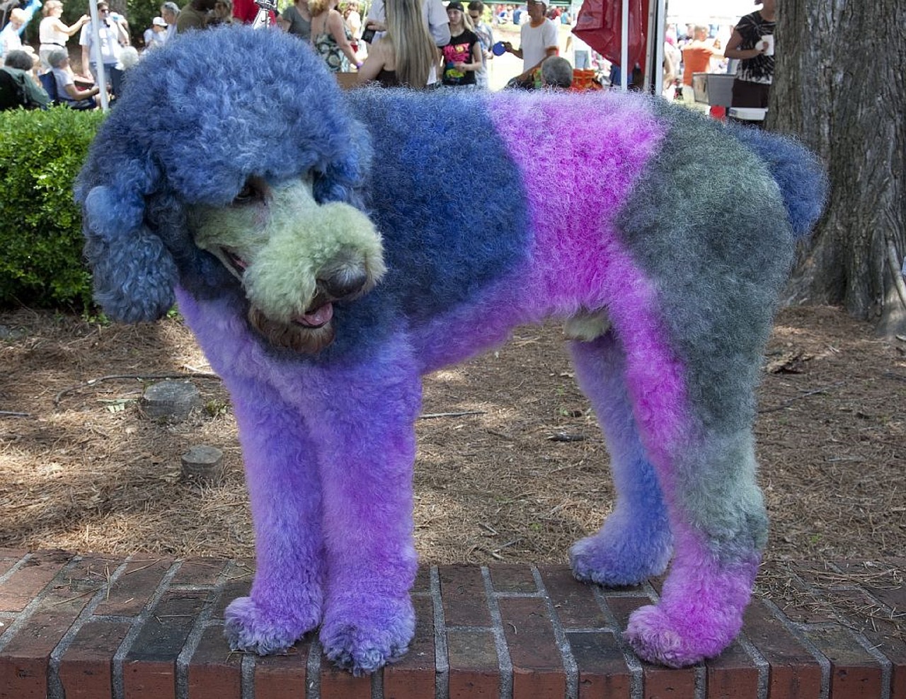 poodle dyed dog free photo