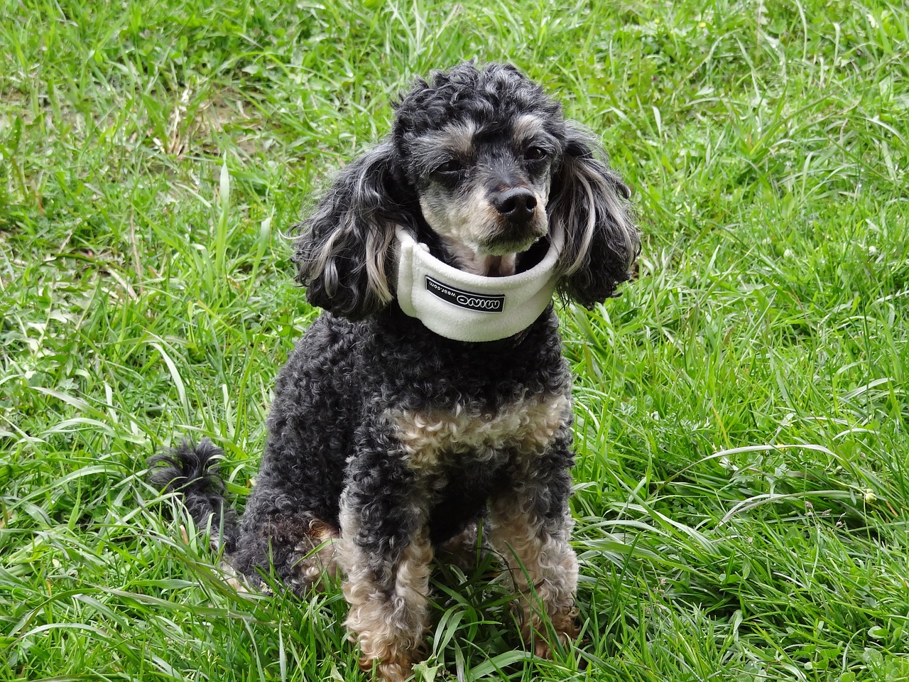 poodle ruff dog free photo