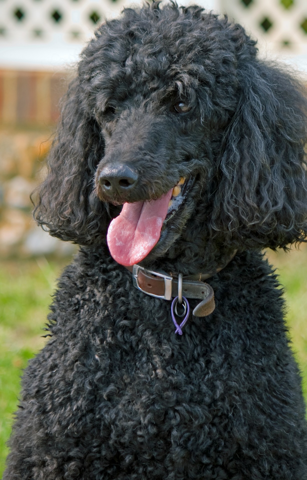 poodle black dog free photo