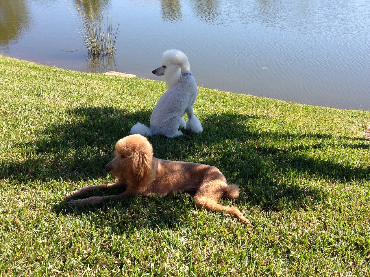 poodles white poodle dogs free photo