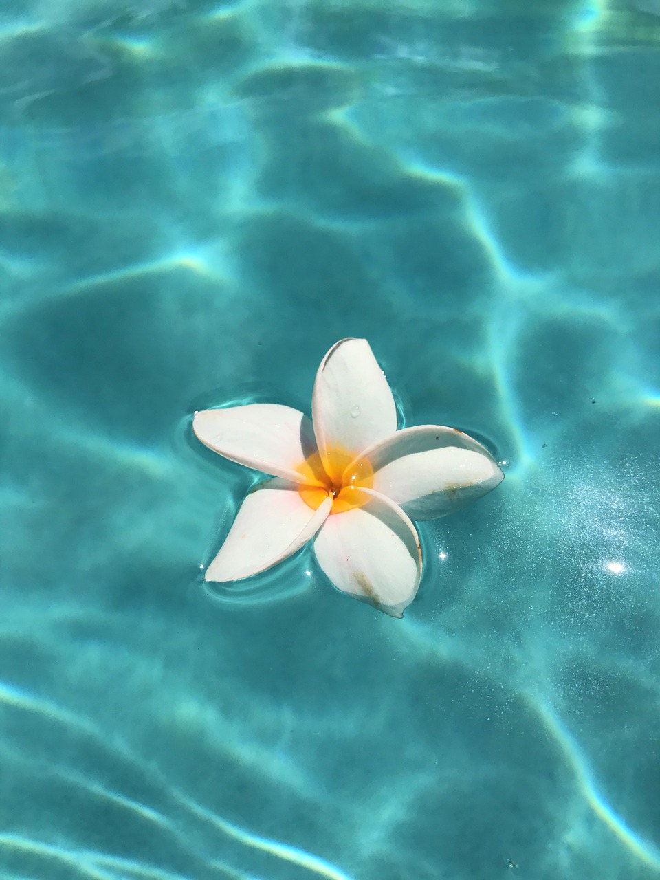 pool flowers tropical free photo