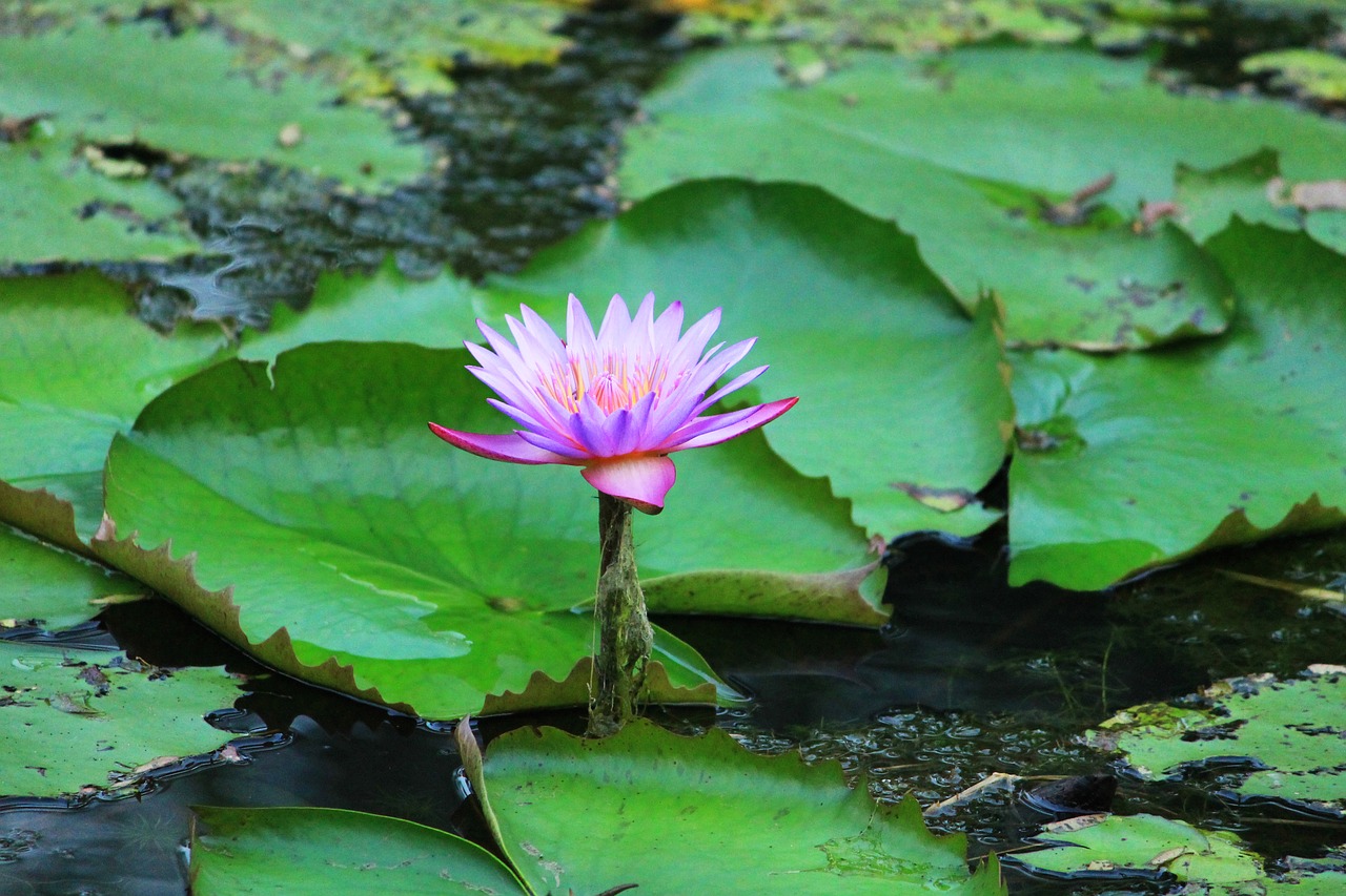 pool lotus leaf free photo