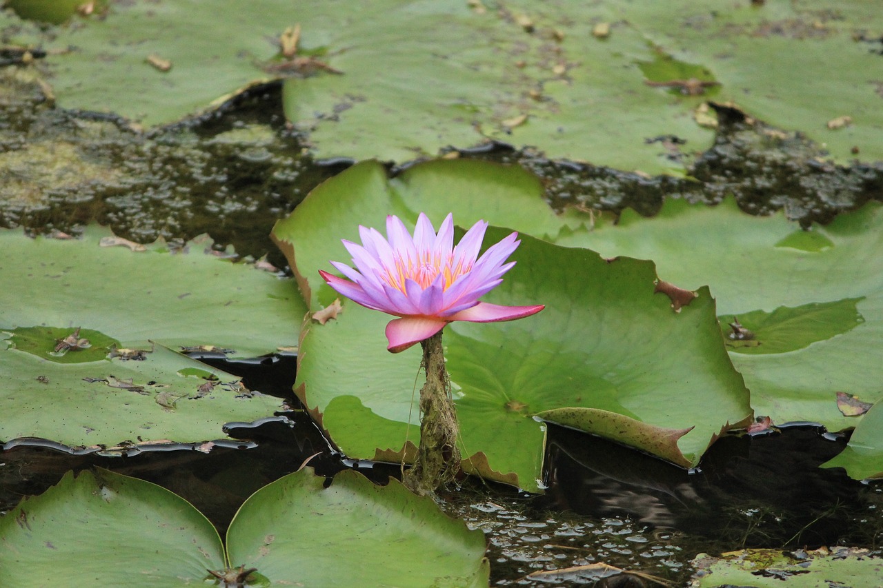 pool lotus aquatic free photo