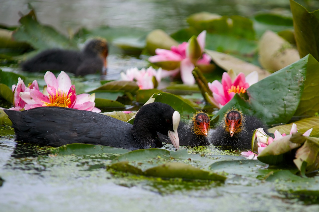 pool flower nature free photo