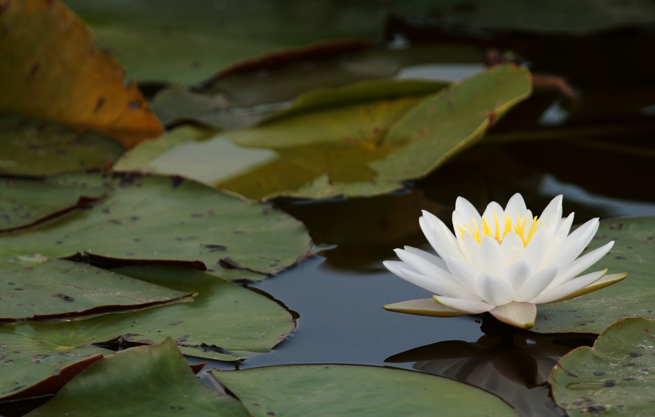 pool lotus lily free photo