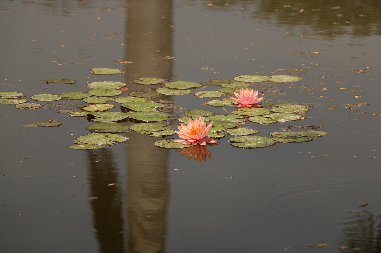 pool water reflection free photo