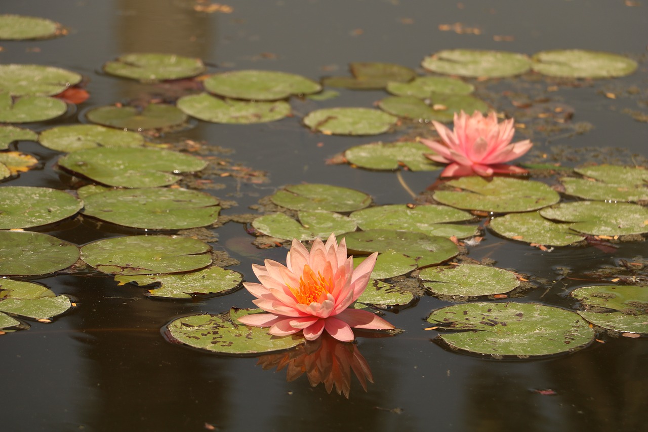 pool lotus lily free photo