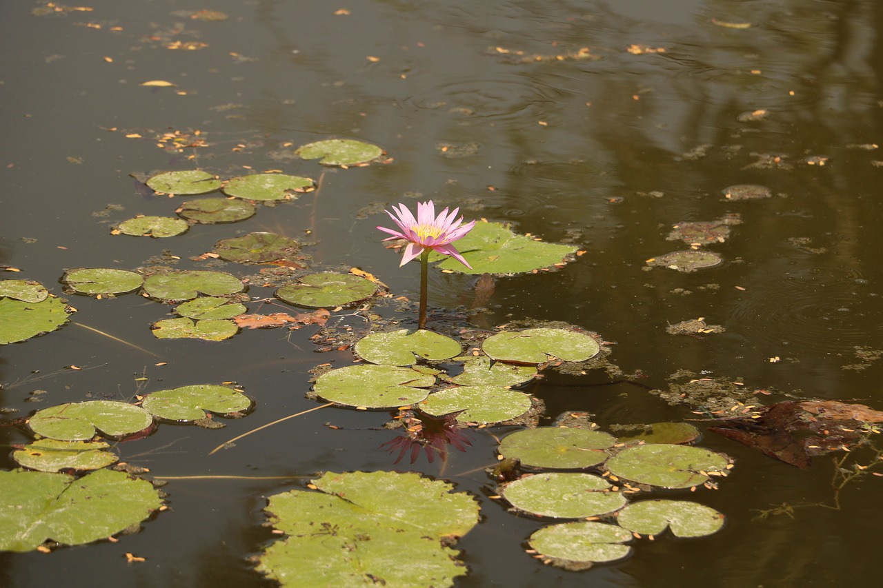 pool lake lotus free photo