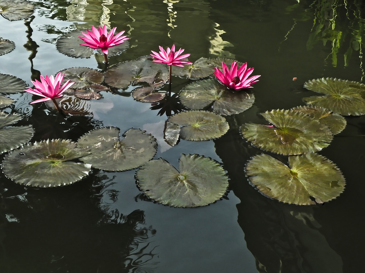 pool  lilies  flower free photo