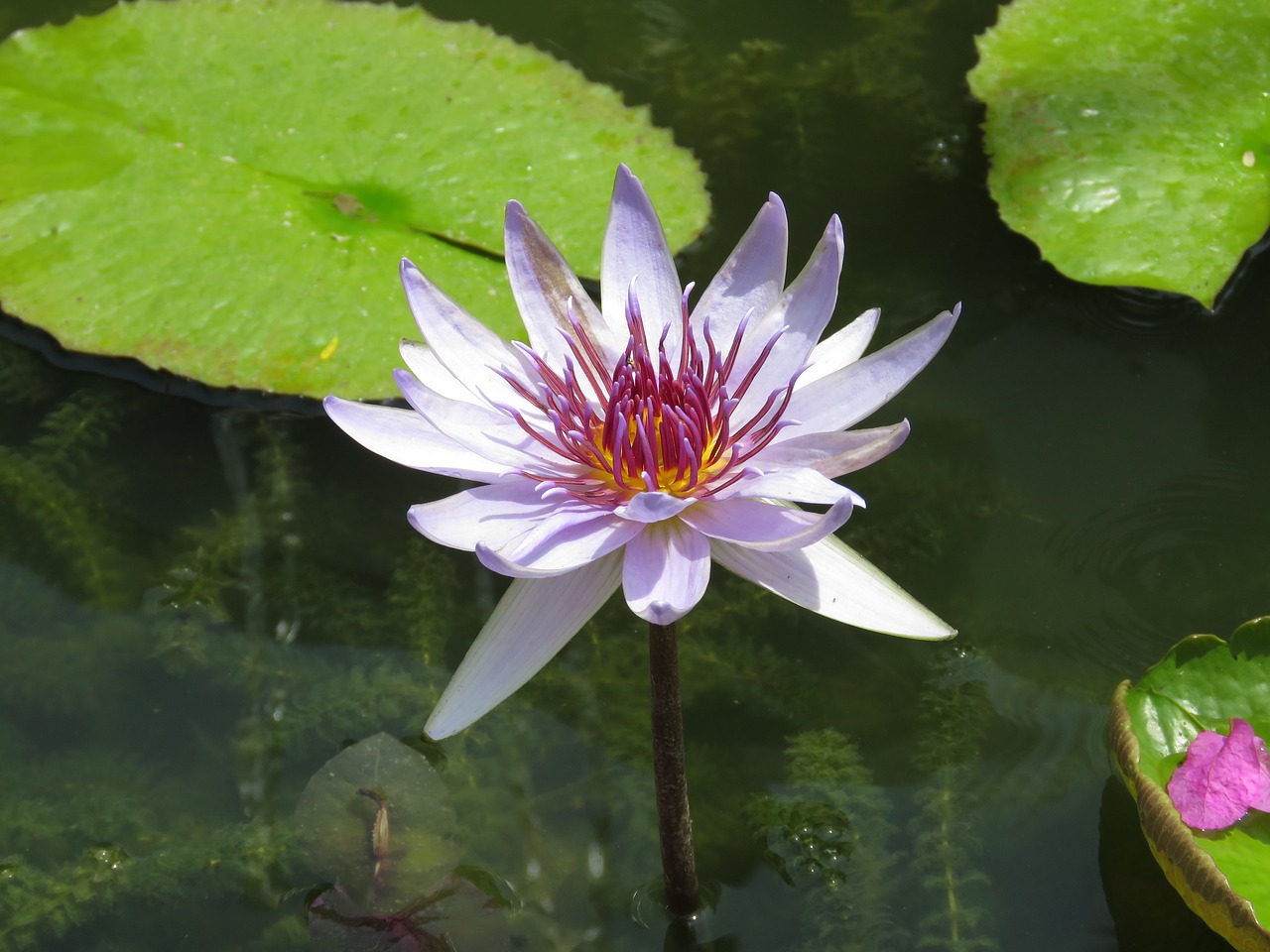 pool  lotus  flower free photo