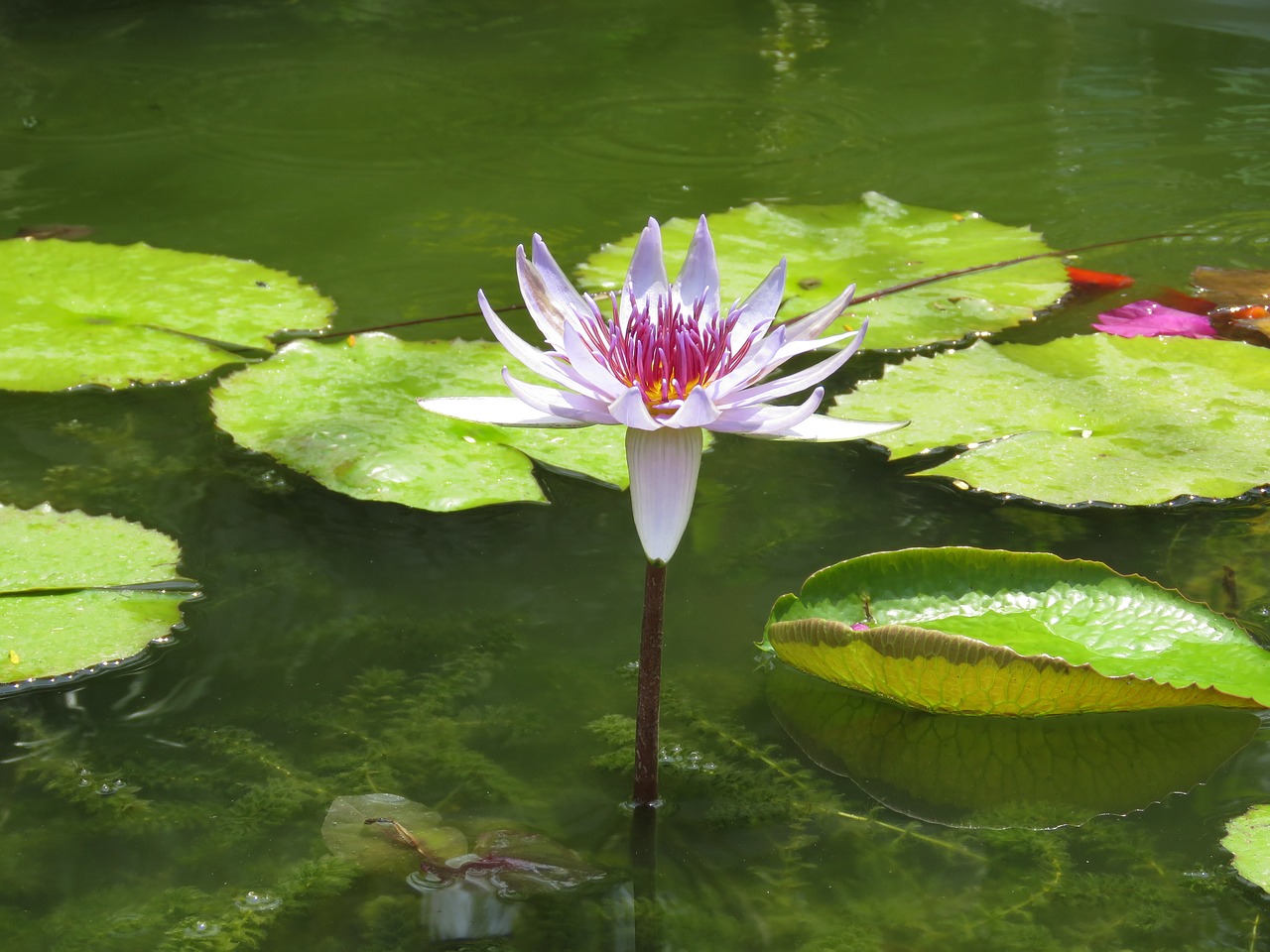 pool  lotus  leaf free photo