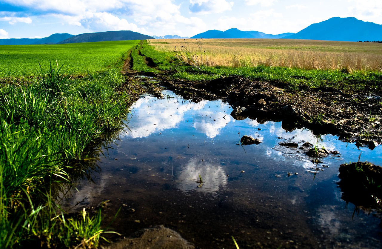 pool  puddle  meadow free photo