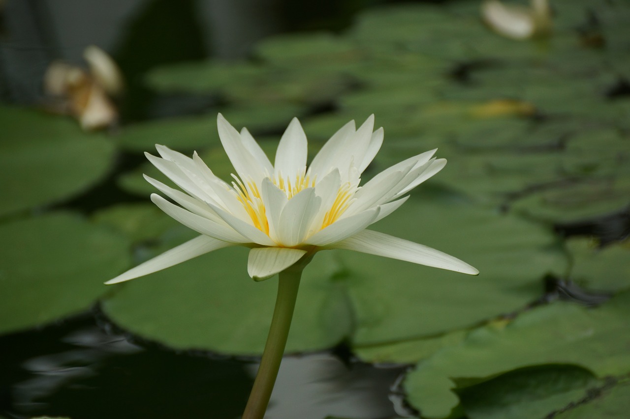 pool  lotus  flower free photo