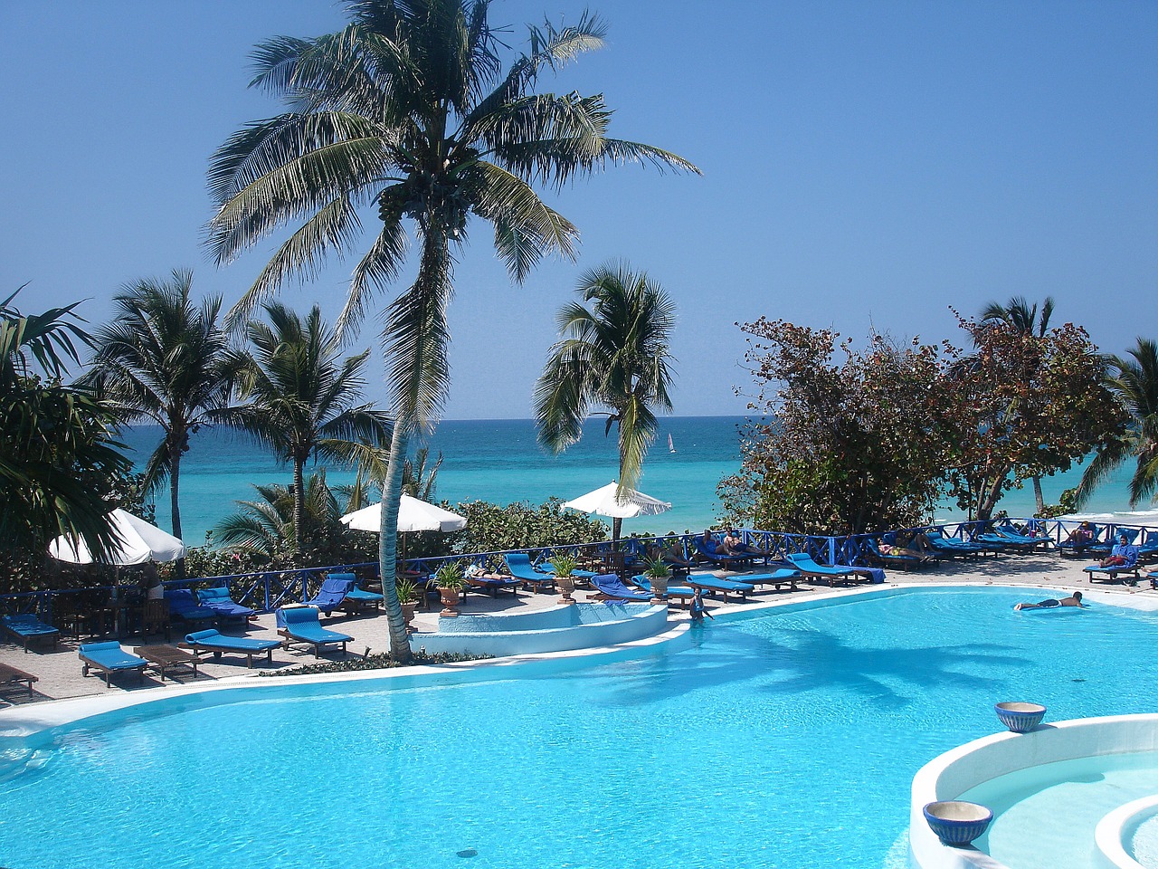 pool palm tree sea free photo