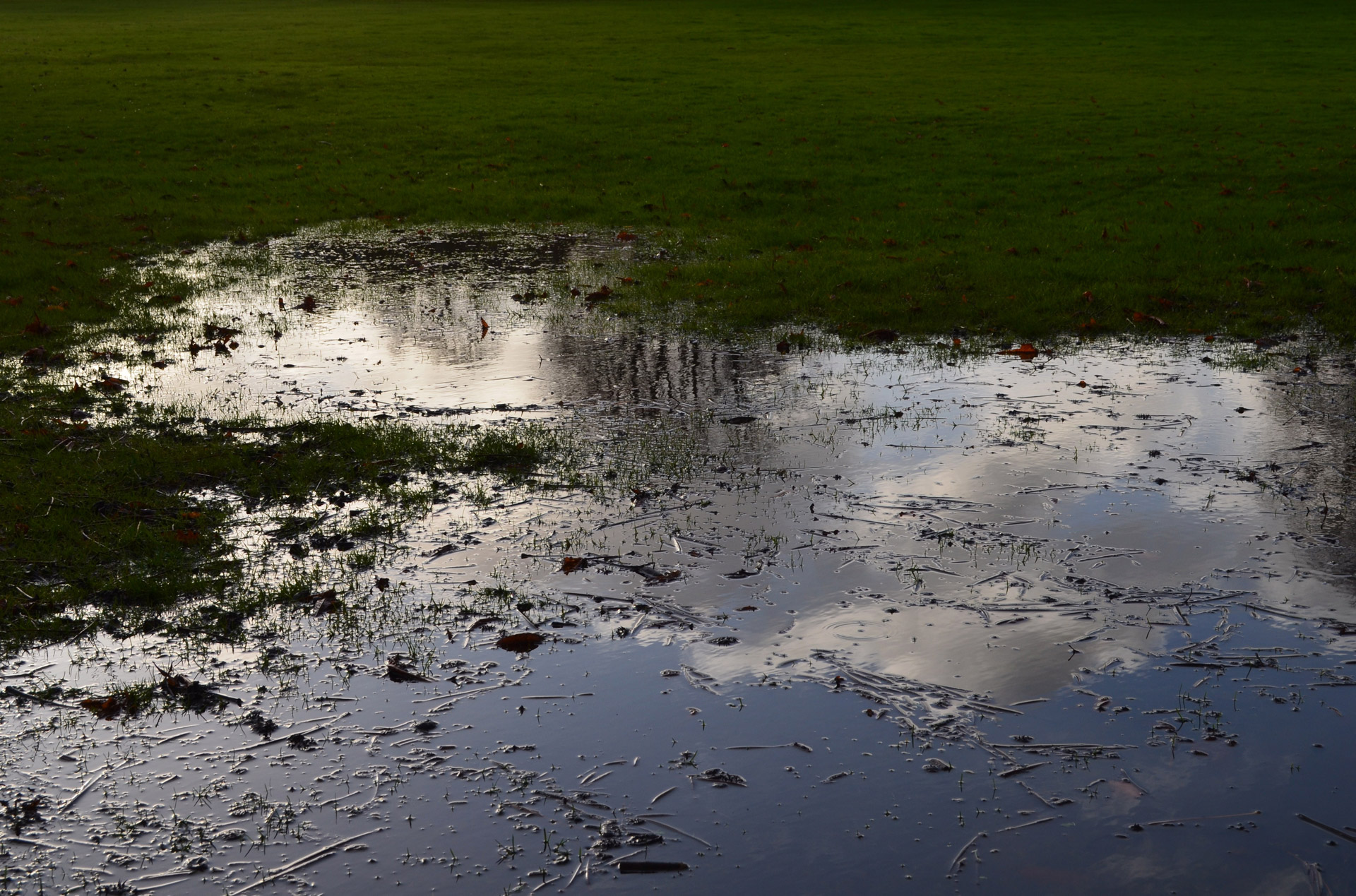 pool grass background free photo