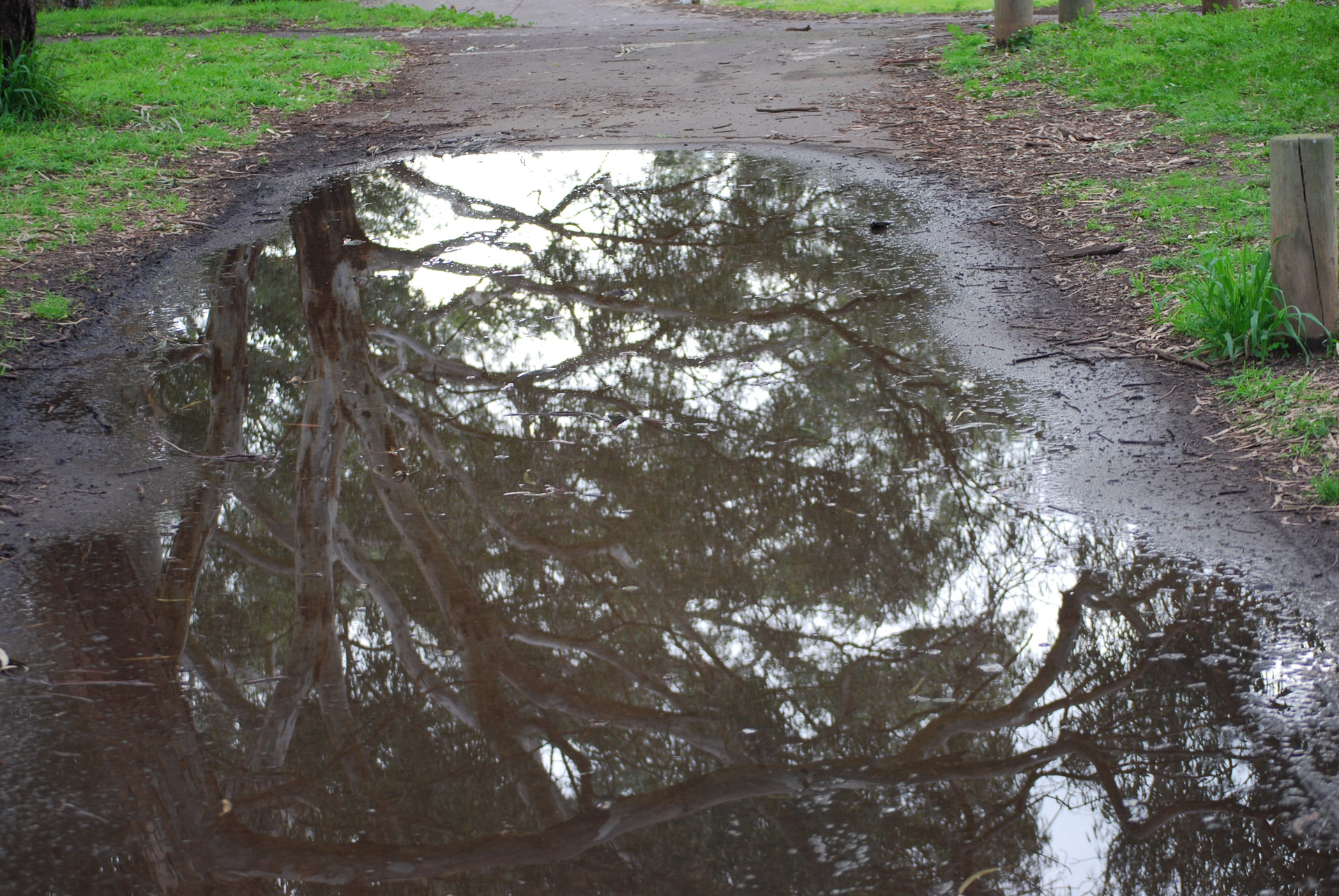 pool park reflections free photo