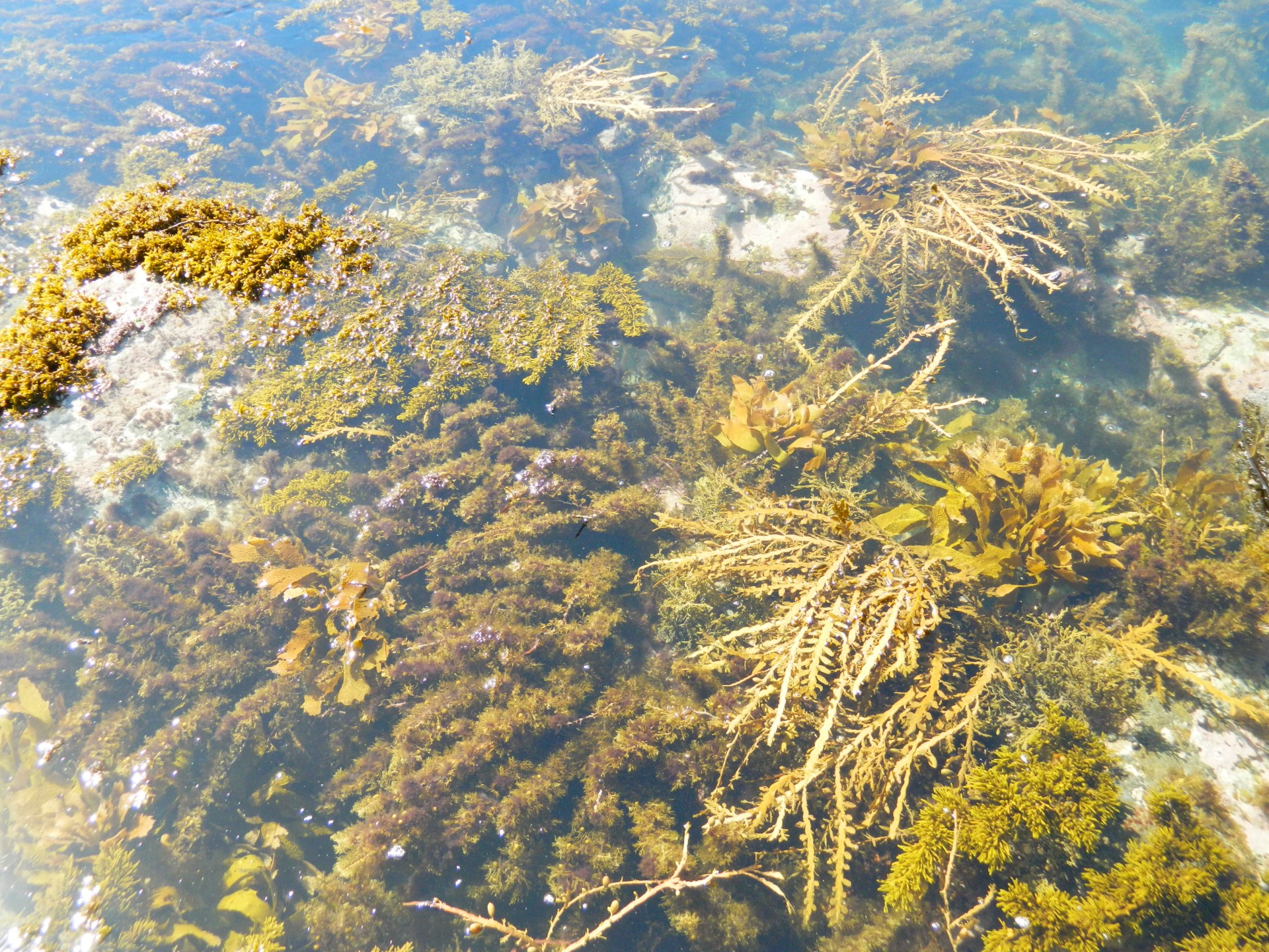 seaweed ocean pool rock pool free photo