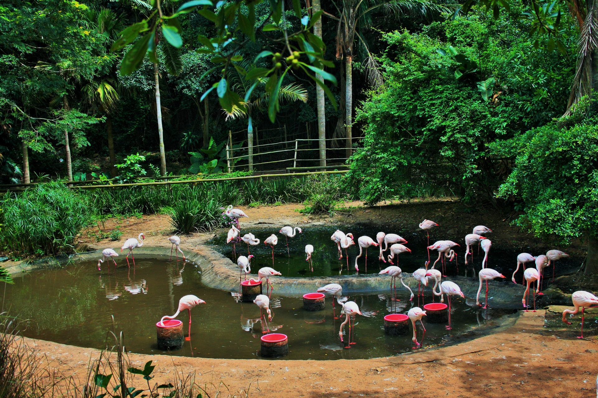 birds flamingos pink free photo