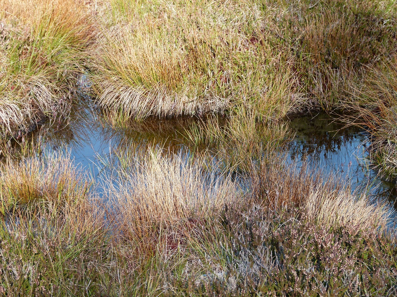 pools nature pond free photo