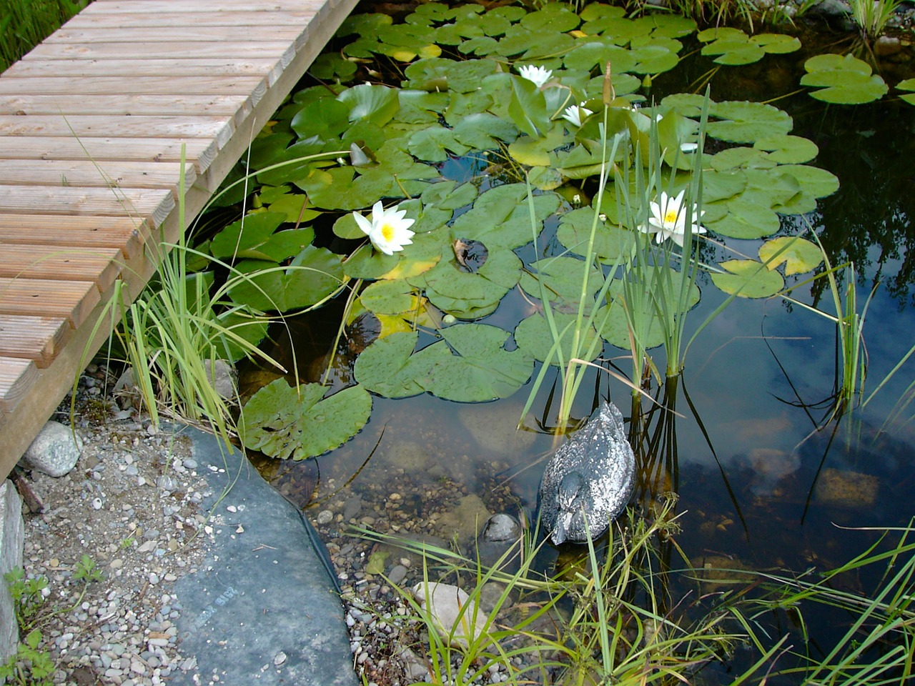 pools water lilies boardwalk free photo