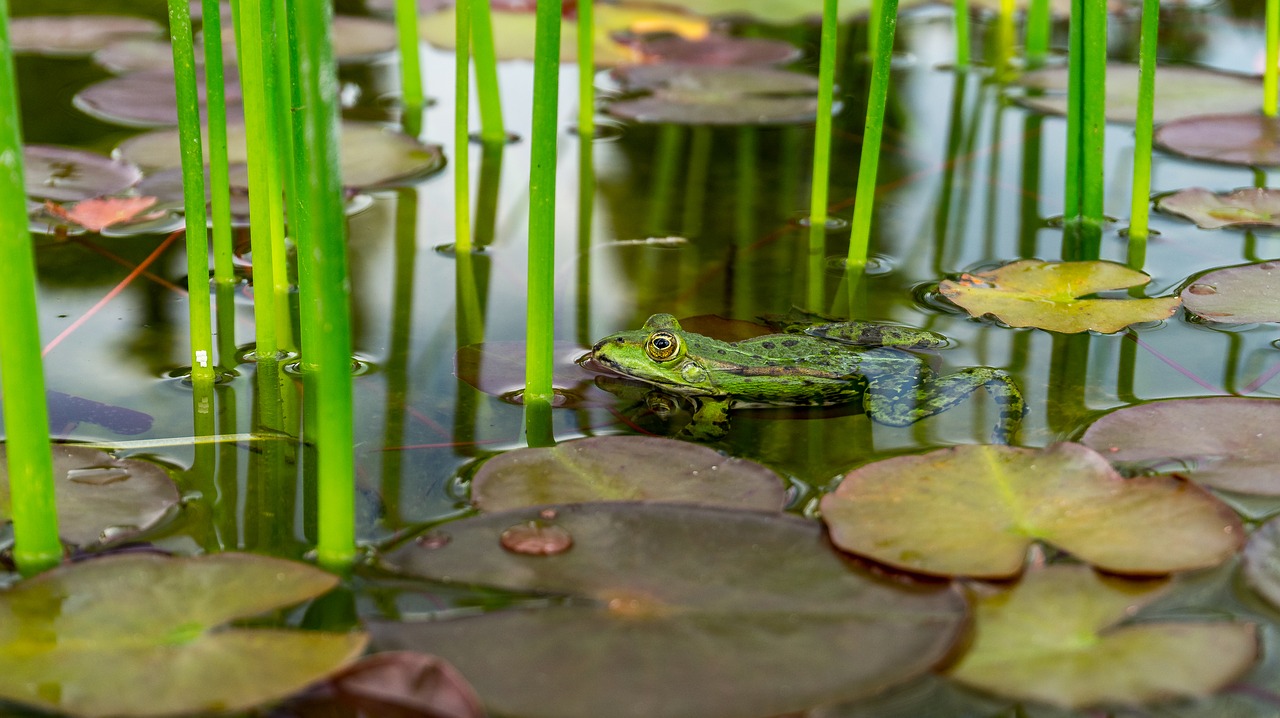 pools  lily pad  pond free photo