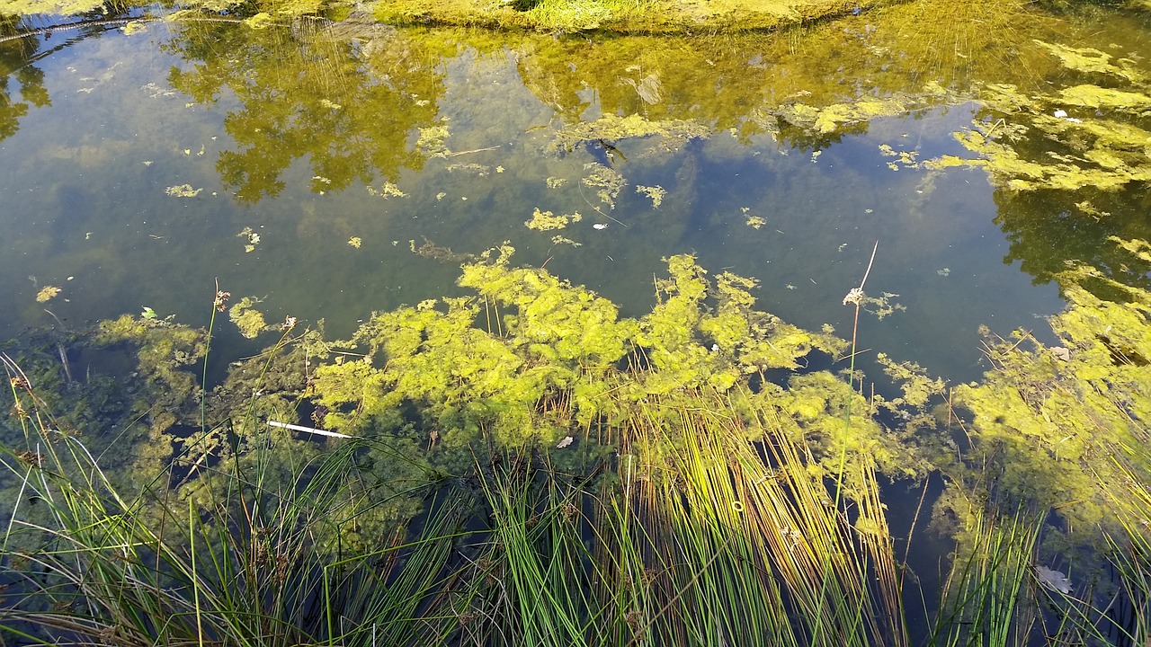 pools lake pond free photo