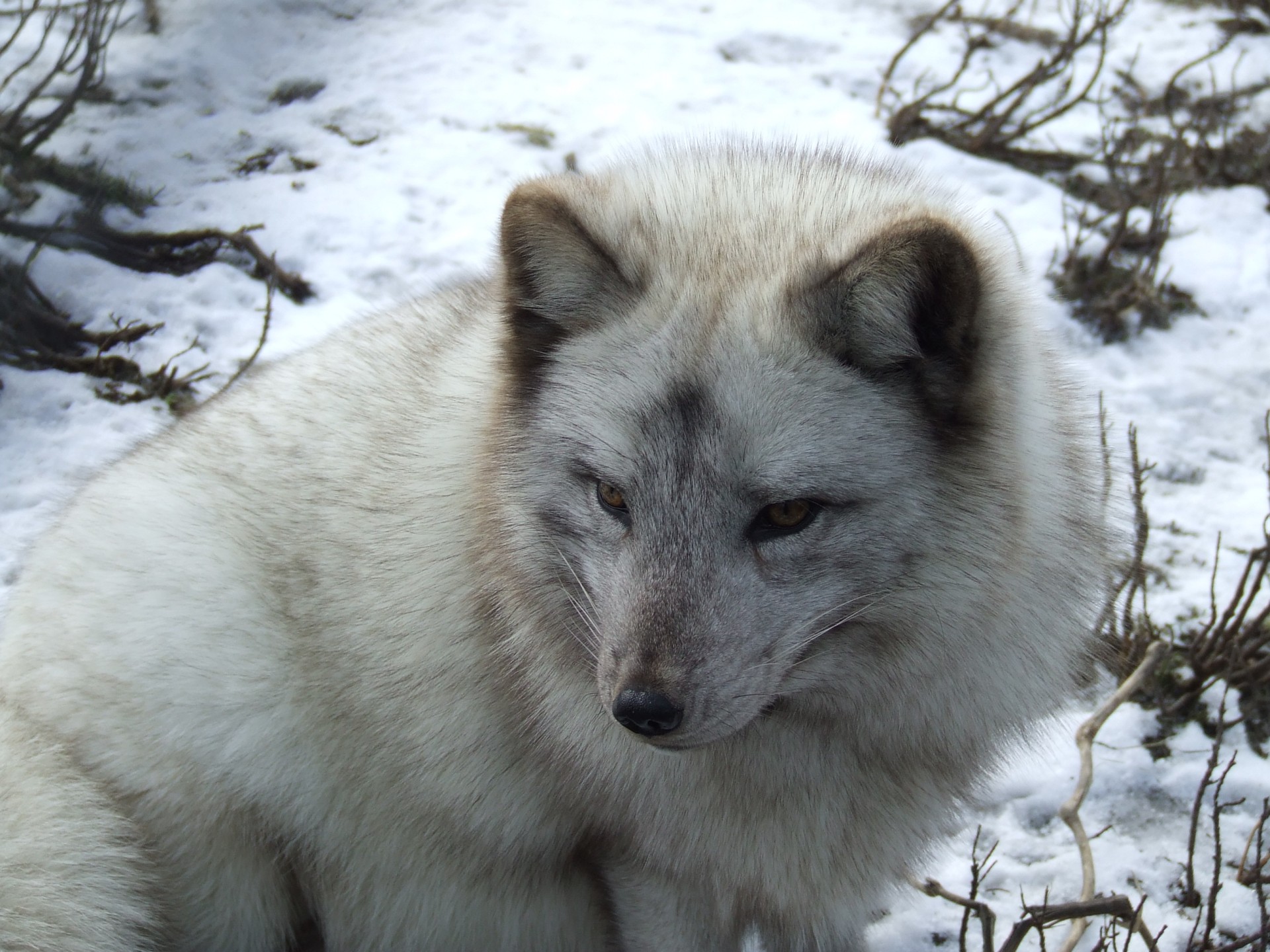 arctic fox fox snow free photo