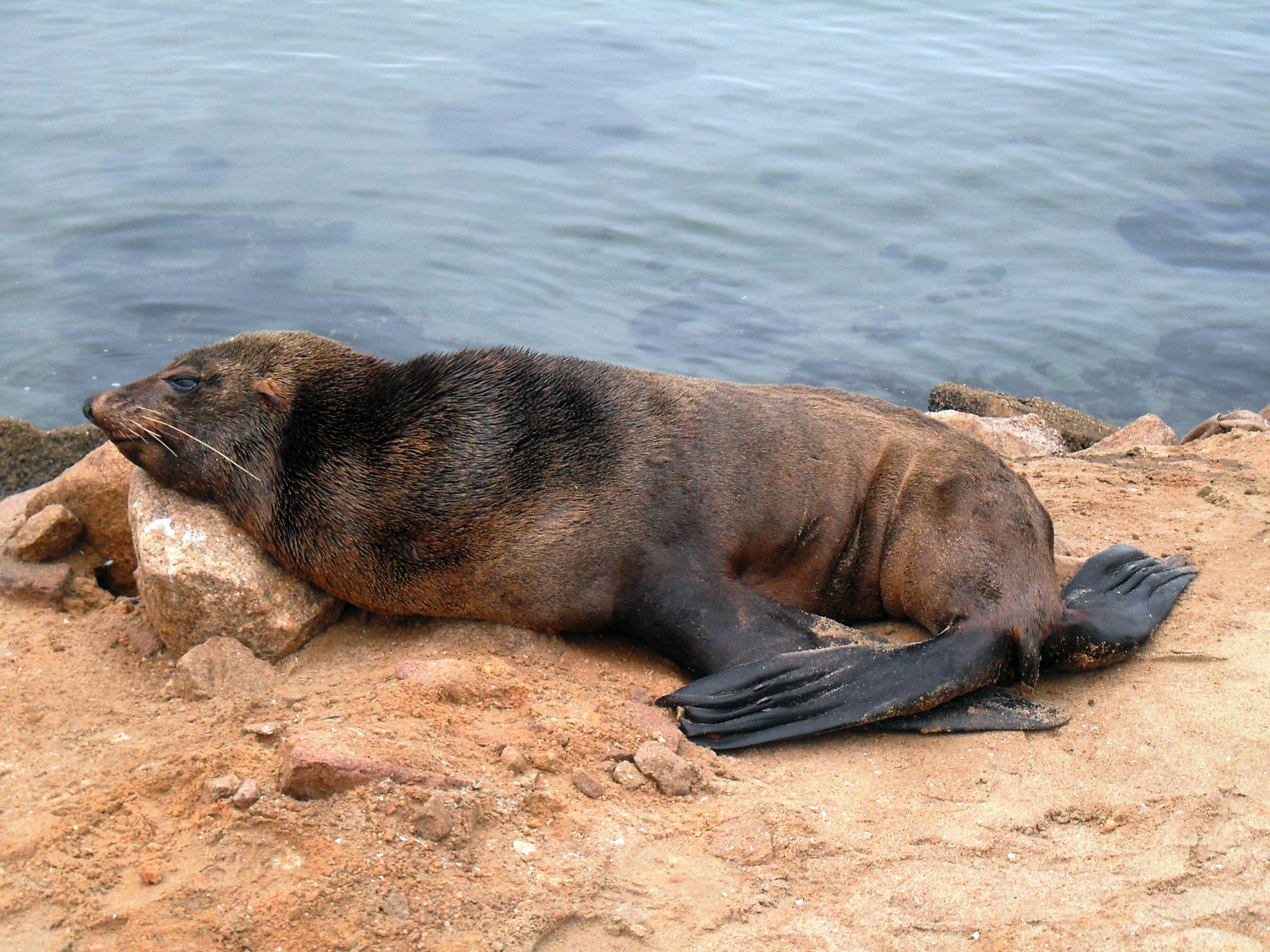 sea sand seal free photo