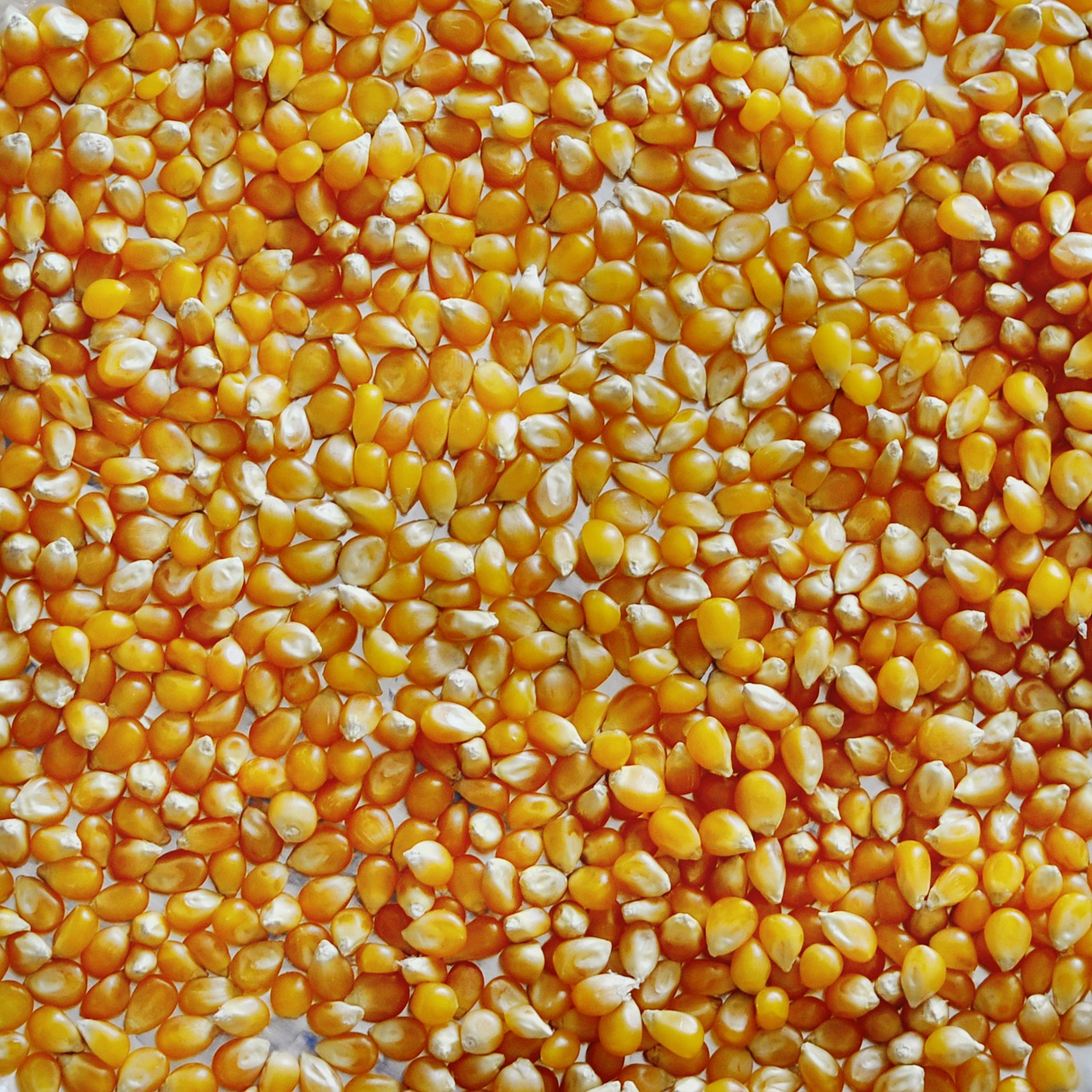 popcorn corn macro free photo