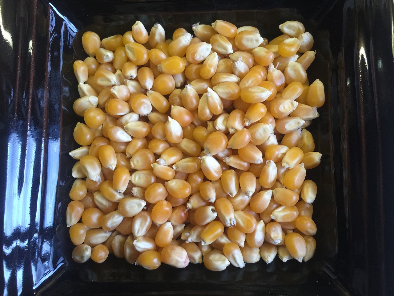 popcorn kernels food free photo