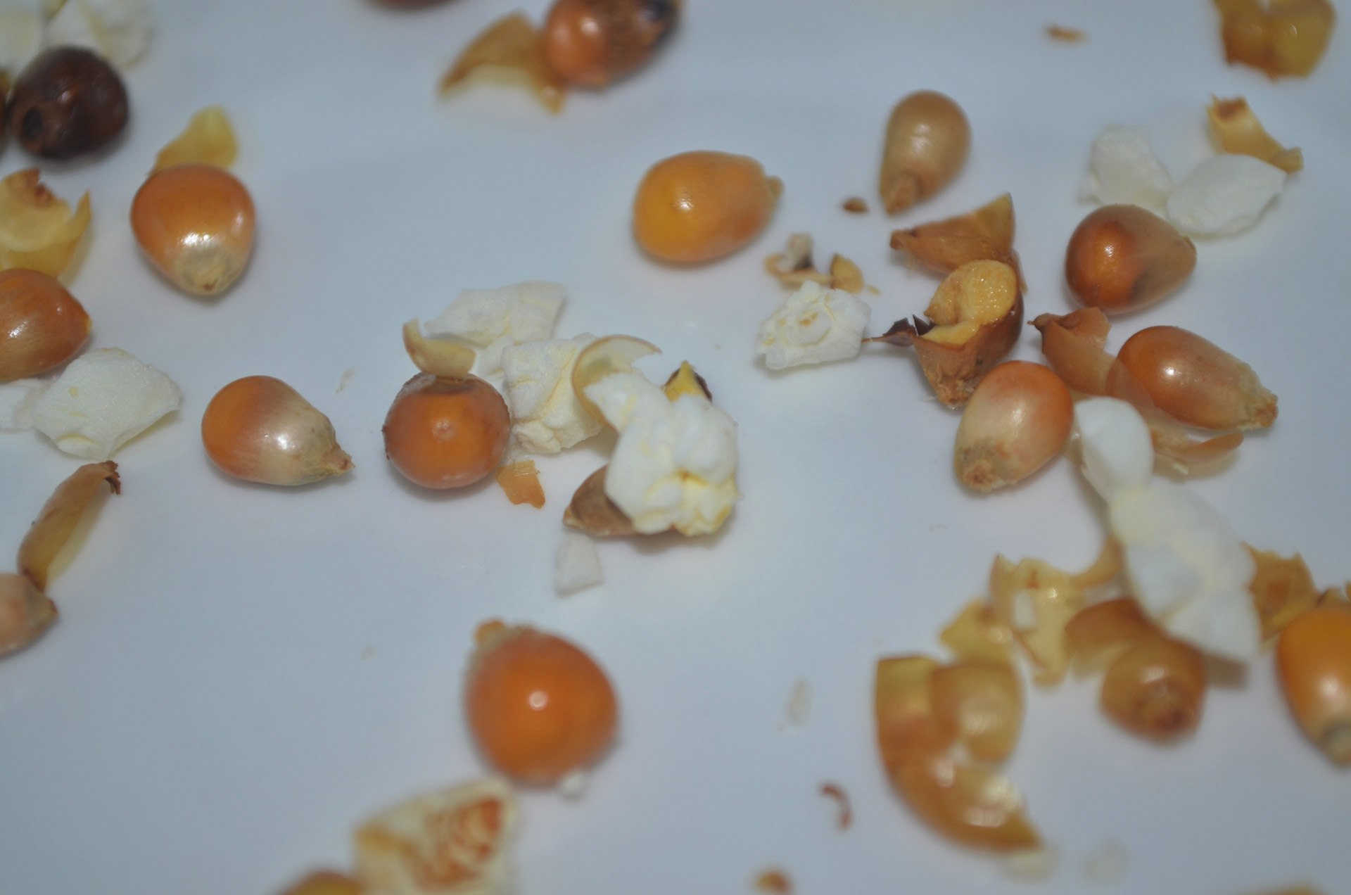 popcorn kernel remnant free photo