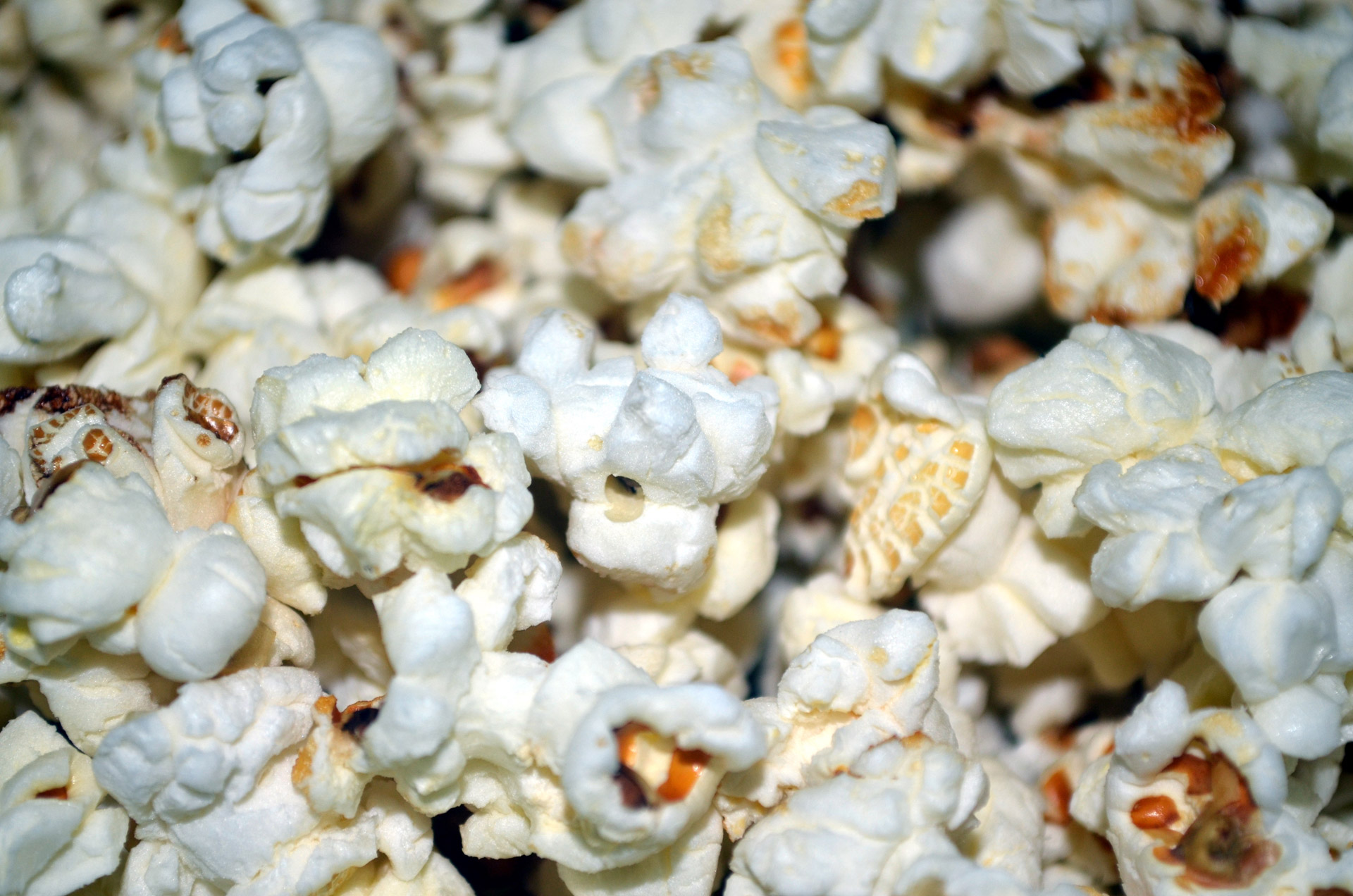 popcorn corn kernel free photo