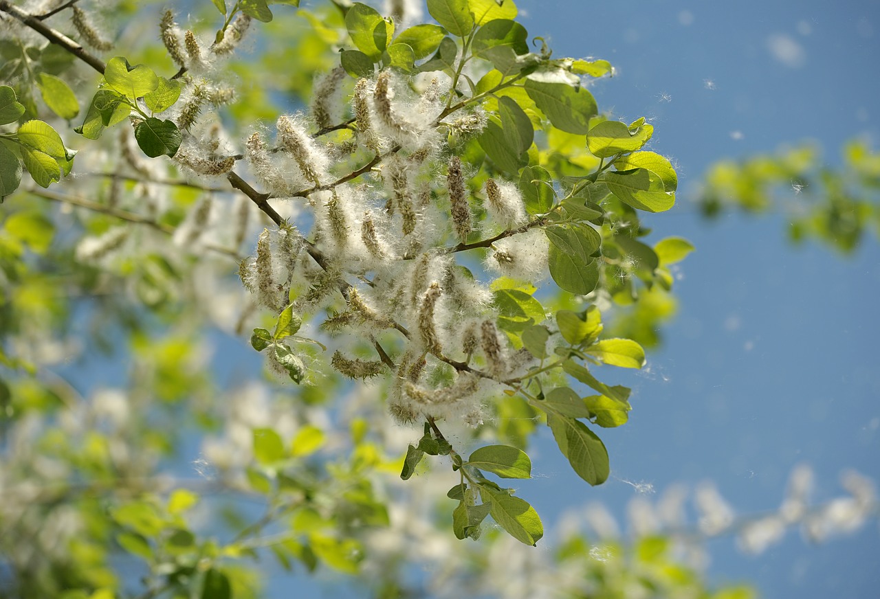 poplar tree garden free photo