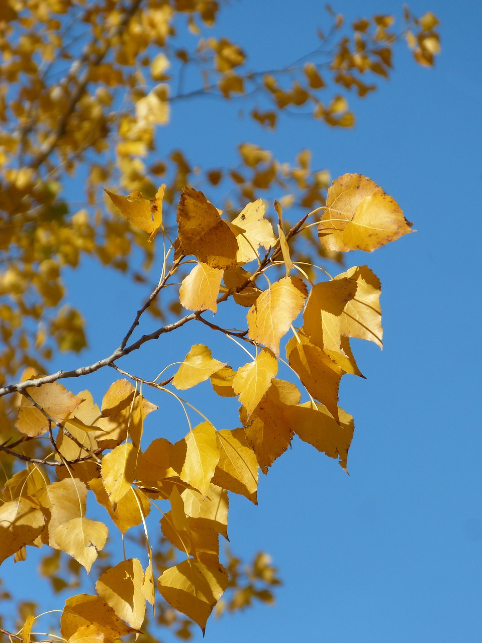 poplar yellow leaves falling leaves free photo