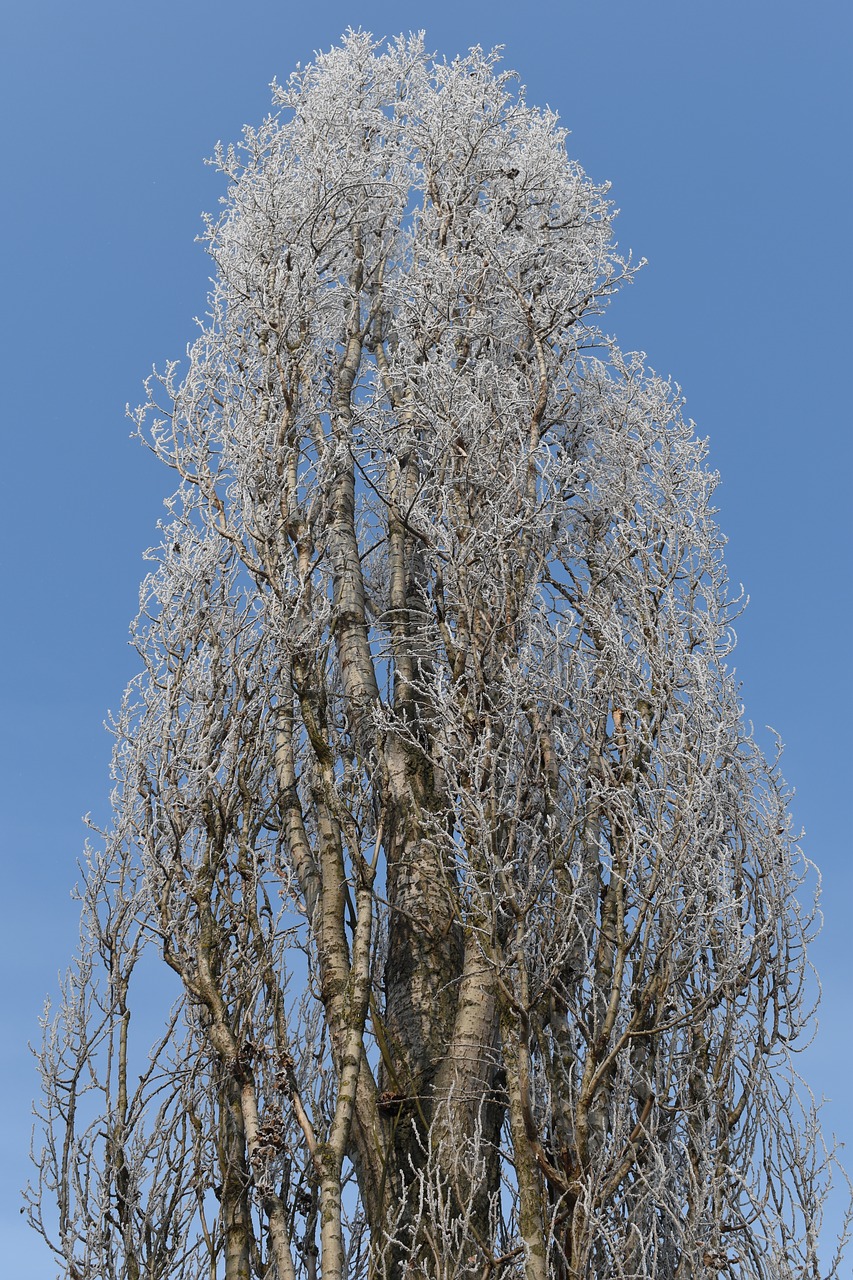 poplar tree winter free photo