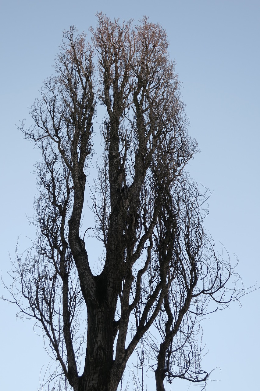 poplar tree branches sky free photo