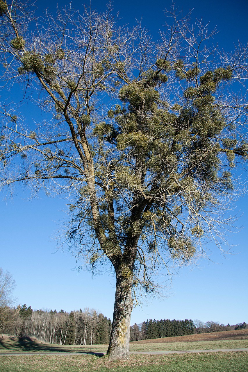 poplar tree mistletoe recovery free photo