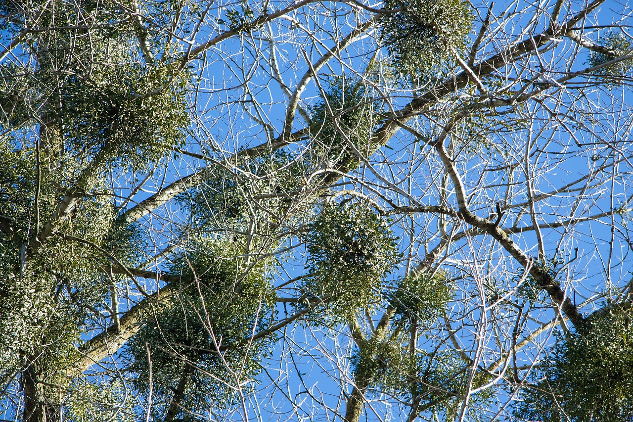 poplar tree mistletoe nature conservation free photo
