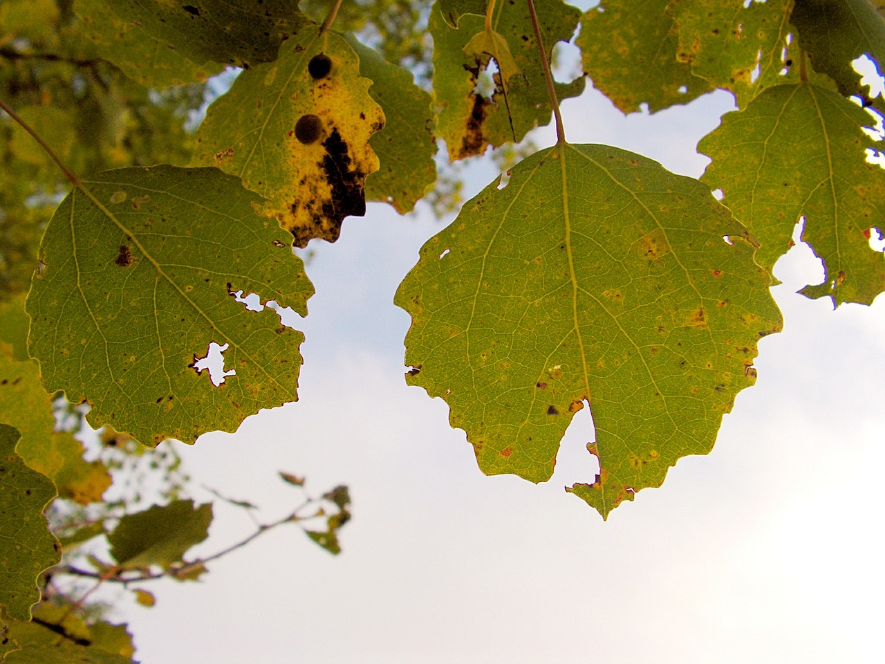 poplar foliage autumn free photo