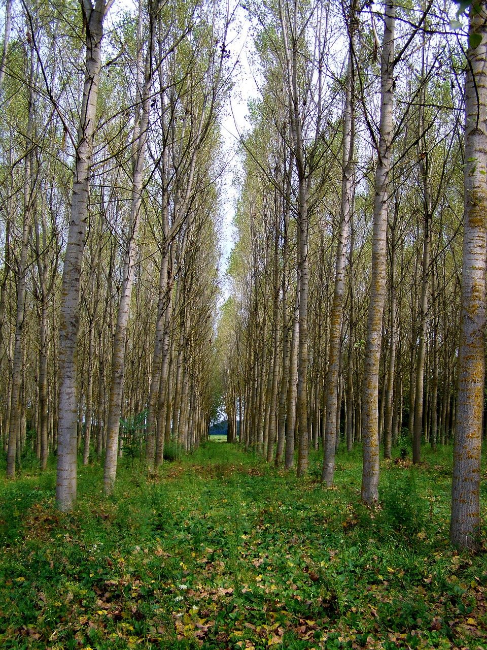 poplar forest  autumn  nature free photo