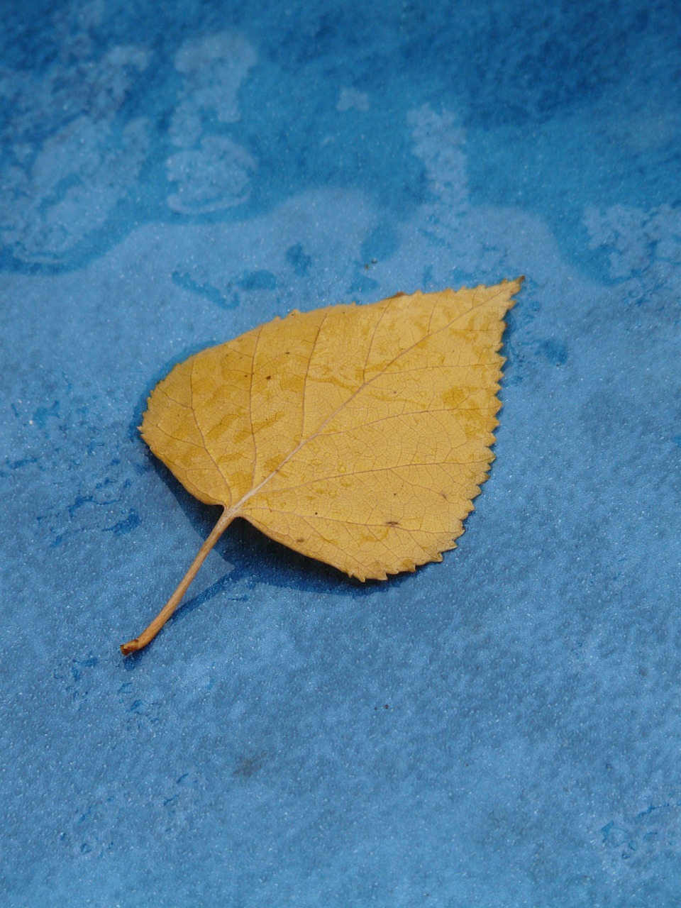 poplar leaf yellow fall color free photo