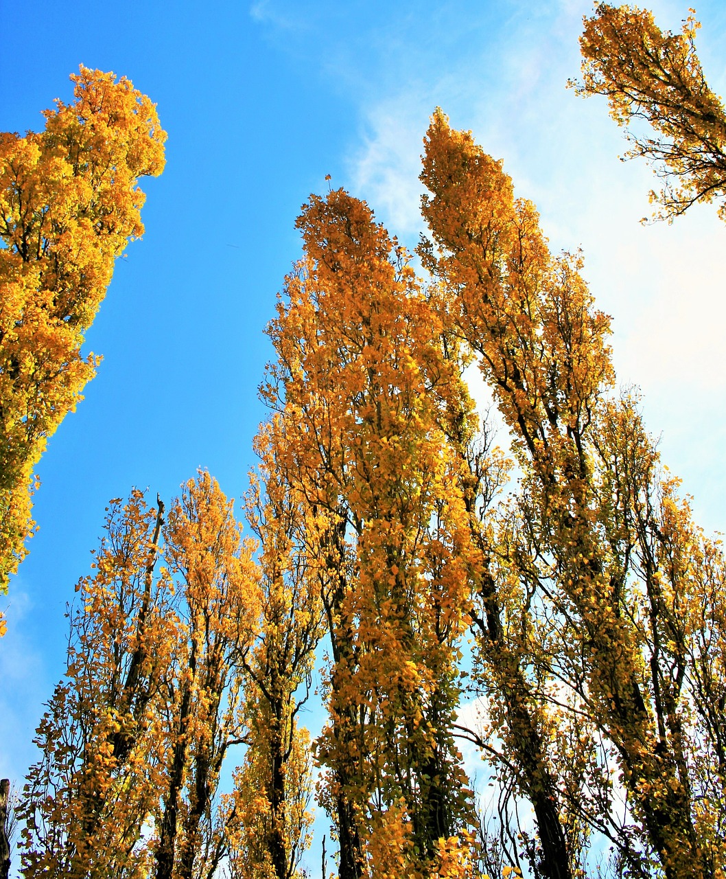 poplar trees trees yellow free photo