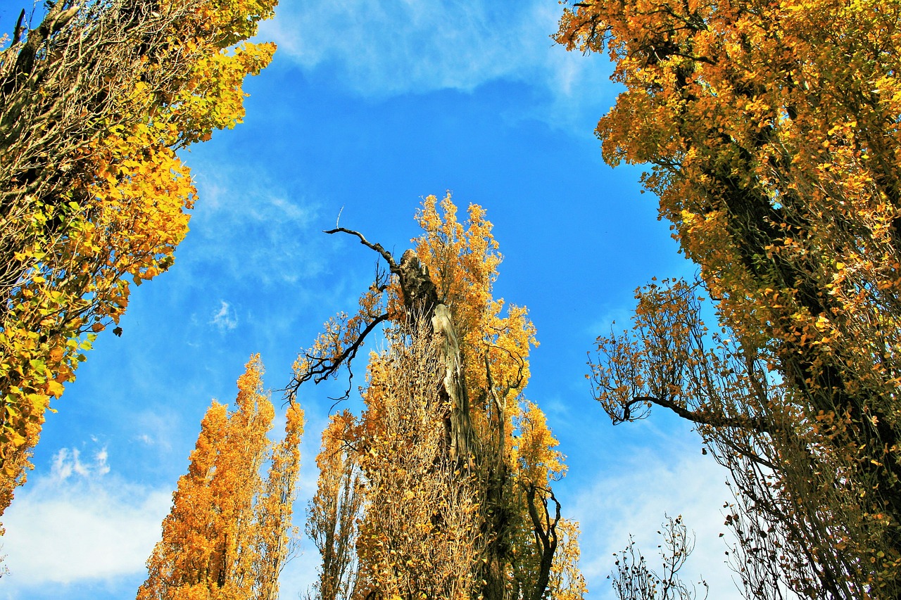 poplar trees trees poplar free photo